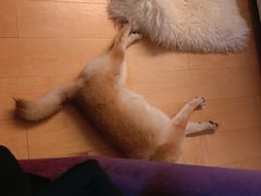 -翊宠yipet猫狗购宠庄园犬舍•猫舍