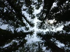 -日照海滨国家森林公园