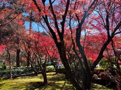 -西芳寺(苔寺)