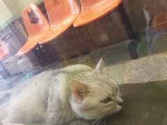 -猫咪博物馆(顶澳仔猫街店)