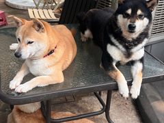 -柴犬高等学院·狗咖·柴犬售卖·宠物训练