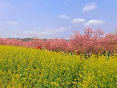 -天适樱花悠乐园