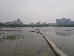 -莲花池公园