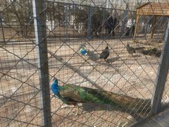 -长白岛森林公园