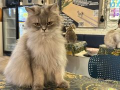 -平行世界·猫咖(首经贸店)