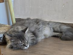 -楼上猫咖(罗湖店)