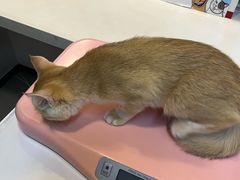 -御宝贝·A梦猫科宠物医院(国际猫友好医院)