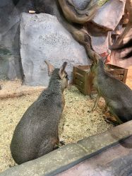 -Zoolung Zoolung动物主题公园(海信广场店)