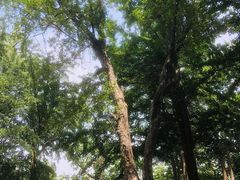 -阳台山自然风景区