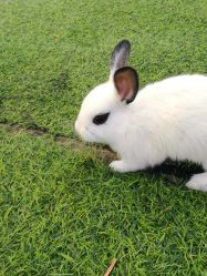 -萌宠亲子动物乐园(槐房万达店)