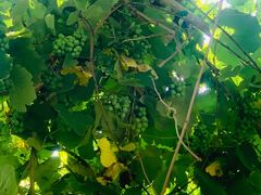 -杨厝六十六农庄农舍(杨厝路店)