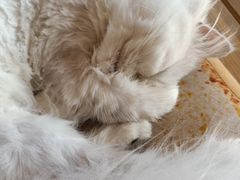 -猫的茶·猫咖