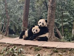 -中国大熊猫保护研究中心雅安碧峰峡基地