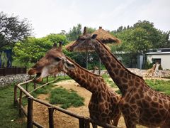 -北京野生动物园