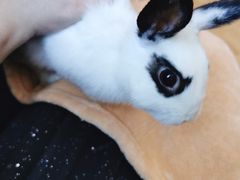 -猫猫幼稚园·撸猫·桌游·电玩