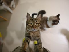 -猫在这儿猫咪咖啡馆·撸猫馆