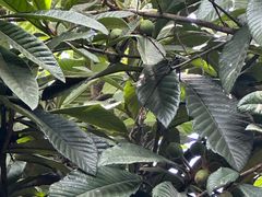 -小雅青年旅舍(平江路店)