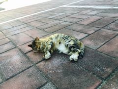 -龙福源密云水库灶台鱼
