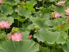 -莲花池公园