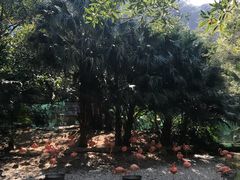 -东部华侨城