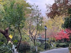 -红梅公园