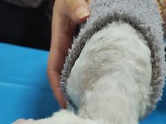 -宠福鑫动物医院(望京分院)