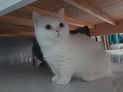 -瑞派康怡24h宠物医院·犬猫医疗中心·微创绝育(瑞景分院)