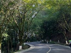 -铁山坪森林公园