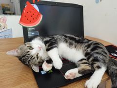 -李小姐の猫咖啡馆(五角场店)