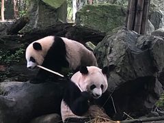 -都江堰中华大熊猫苑