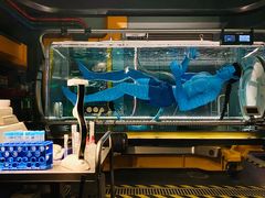 -奥兰多迪士尼动物王国乐园