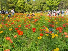 -上海共青森林公园