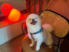 -FAELING PETS美天灵宠物(富力广场店)