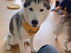-Husky Go! 哈士奇体验馆·宠物咖啡厅狗咖