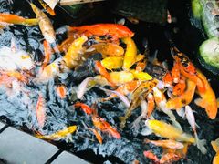 -上海大自然野生昆虫馆(东方明珠·爬宠昆虫探索中心)