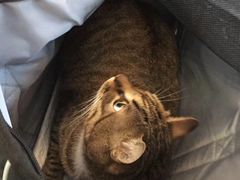 -安安宠医·安宠宠物医院