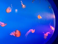 -太平洋海底世界