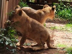 -昆明动物园