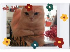 -平行世界·猫咖(首经贸店)