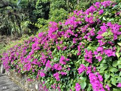 -火炉山森林公园