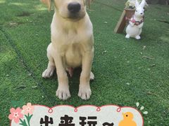 -翡翠森林宠物火化殡葬(通州店)
