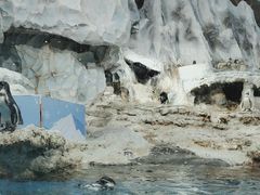 -帝企鹅自助餐厅•儿童岛•真企鹅(长隆企鹅酒店)