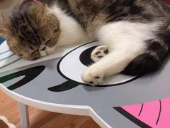 -李小姐の猫咖啡馆(五角场店)