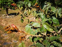 -中国科学院西双版纳热带植物园