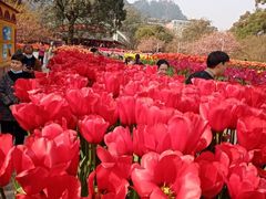 -南山植物园