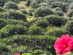 -十八棵（老龙井）御茶园(老龙井店)