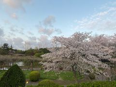 -嘉定紫藤园