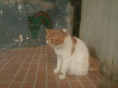 -猫咪博物馆(顶澳仔猫街店)