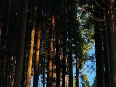 -武陵山森林公园