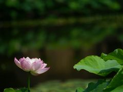 -陈家山荷花公园